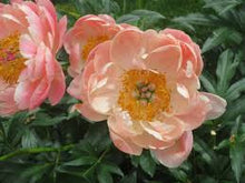 Load image into Gallery viewer, 5 Peach Peony seeds
