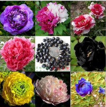 Load image into Gallery viewer, Peony Mix - 10 seeds
