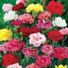 Load image into Gallery viewer, Picotee mixed Carnation seeds- Approx 100
