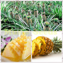 Load image into Gallery viewer, Pineapple seeds
