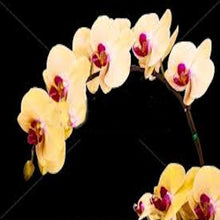 Load image into Gallery viewer, Pink and Yellow Orchid seeds
