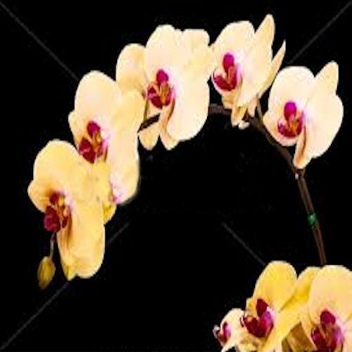 Pink and Yellow Orchid seeds