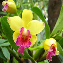 Load image into Gallery viewer, Pink and Yellow Orchid seeds
