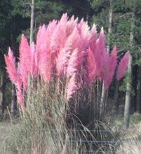 Load image into Gallery viewer, PINK PAMPAS GRASS --  seeds
