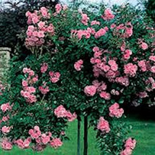 Load image into Gallery viewer, Pink Rose Tree seeds
