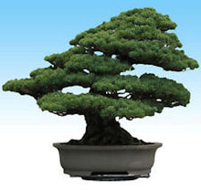 Load image into Gallery viewer, Japanese Black Pine Tree Bonsai Garden Seeds
