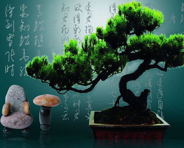 Japanese Black Pine Tree Bonsai Garden Seeds