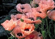 Load image into Gallery viewer, PRINCESS VICTORIA LOUISE POPPY seeds
