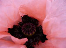 Load image into Gallery viewer, PRINCESS VICTORIA LOUISE POPPY seeds
