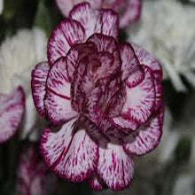 Load image into Gallery viewer, Purple and White Carnation
