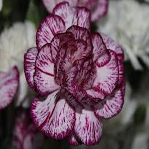 Purple and White Carnation