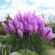 Load image into Gallery viewer, Purple Pampas Grass -seeds Appox 50

