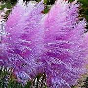 Load image into Gallery viewer, Purple Pampas Grass -seeds Appox 50
