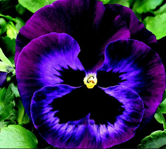 Purple Pansy seeds -Approx 20