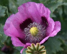 Load image into Gallery viewer, 100 PURPLE PAPAVER POPPY seeds
