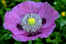 Load image into Gallery viewer, 100 PURPLE PAPAVER POPPY seeds
