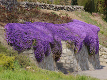 Load image into Gallery viewer, Purple Rock Cress seeds
