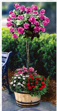 Load image into Gallery viewer, PURPLE ROSE TREE --- Approx. 15 seeds
