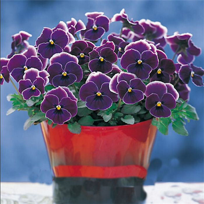 Purple and white Pansy -seeds