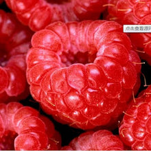 Load image into Gallery viewer, Four Fresh Red Fruit MIxed Seeds
