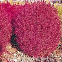Load image into Gallery viewer, RED &quot; BURNING&quot; GRASS --- 100seeds

