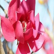 Load image into Gallery viewer, Red Magnolia seeds
