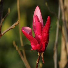 Load image into Gallery viewer, Red Magnolia seeds
