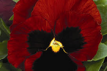 Load image into Gallery viewer, RED Pansy seeds Approx 20
