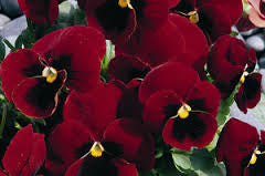 RED Pansy seeds Approx 20