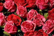 Load image into Gallery viewer, Red Striped Rose seeds
