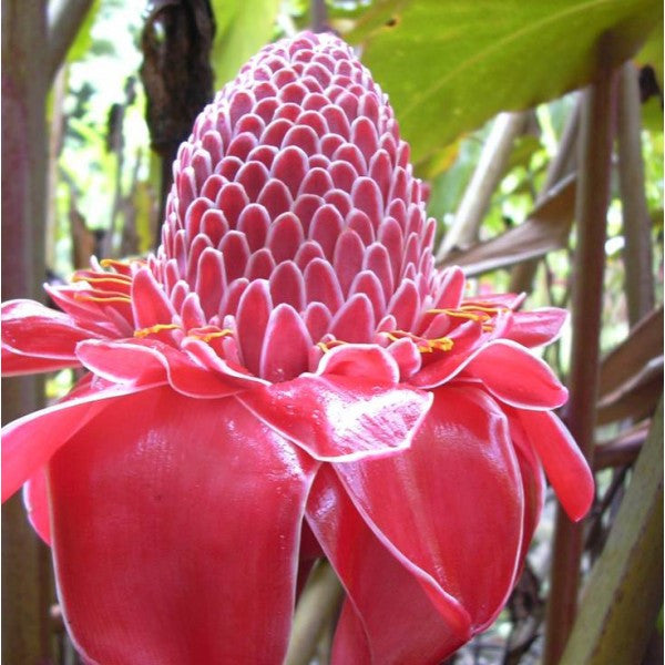 Red Torch Ginger seeds