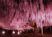 Load image into Gallery viewer, RED WISTERIA -- 40 seeds
