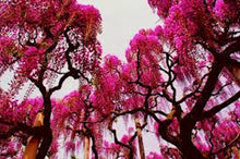 Load image into Gallery viewer, RED WISTERIA -- 40 seeds
