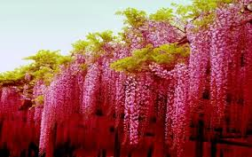 RED WISTERIA -- 40 seeds
