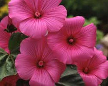 Load image into Gallery viewer, 50 ROSE MALLOW mixed seeds
