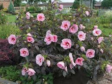 Load image into Gallery viewer, 50 ROSE MALLOW mixed seeds
