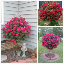 Load image into Gallery viewer, 10 RED ROSE TREE seeds

