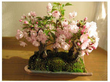 Load image into Gallery viewer, Japanese Sakura Cherry Blossom Bonsai seeds
