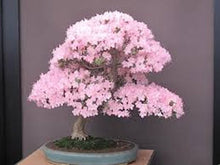 Load image into Gallery viewer, Pink Sakura Bonsai Seeds -5
