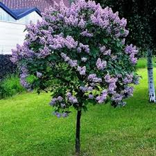 Load image into Gallery viewer, Purple Fench Lilac seeds
