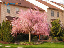 Load image into Gallery viewer, Pink Weeping Cherry Tree - 5 seeds
