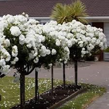 Load image into Gallery viewer, One DOZEN WHITE ROSE TREE seeds

