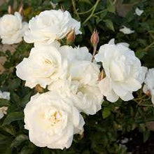 Load image into Gallery viewer, One DOZEN WHITE ROSE TREE seeds
