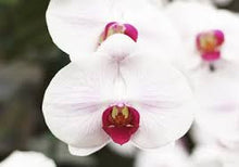 Load image into Gallery viewer, Orchid &quot;pink and White&#39; Approx 10 seeds
