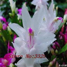 Load image into Gallery viewer, White Flowering Schlumbergera Cactus -- seeds
