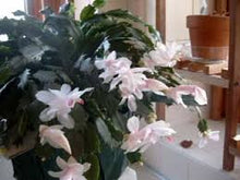 Load image into Gallery viewer, White Flowering Schlumbergera Cactus -- seeds
