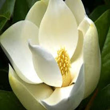 Load image into Gallery viewer, White Magnolia seeds
