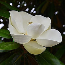 Load image into Gallery viewer, White Magnolia seeds-sale
