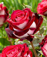 Load image into Gallery viewer, 10 White/Red Hybrid Rose seeds

