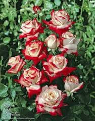 10 White/Red Hybrid Rose seeds